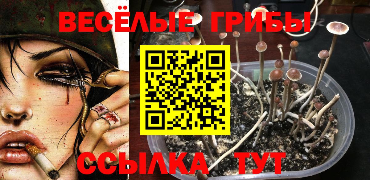 Медногорск  Псилоцибиновые грибы Psilocybine cubensis  Вход с VPN 